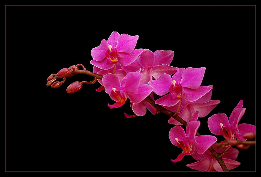 Orchidee 2