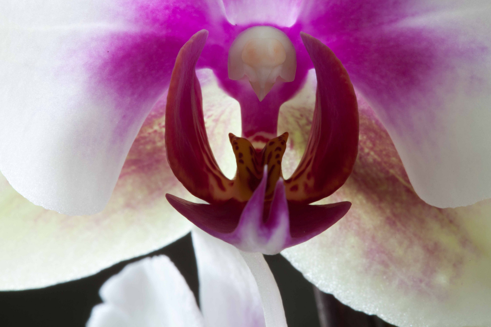 Orchidee 2