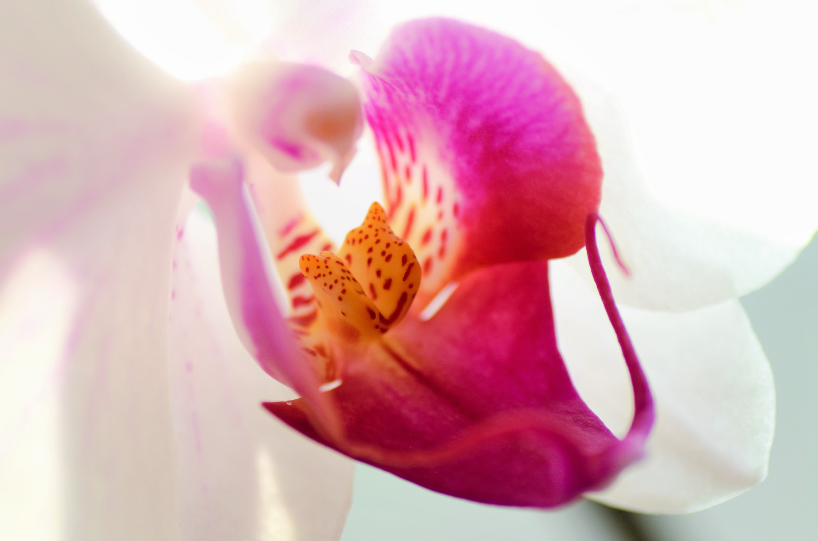 Orchidee 2