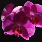 Orchidee 2