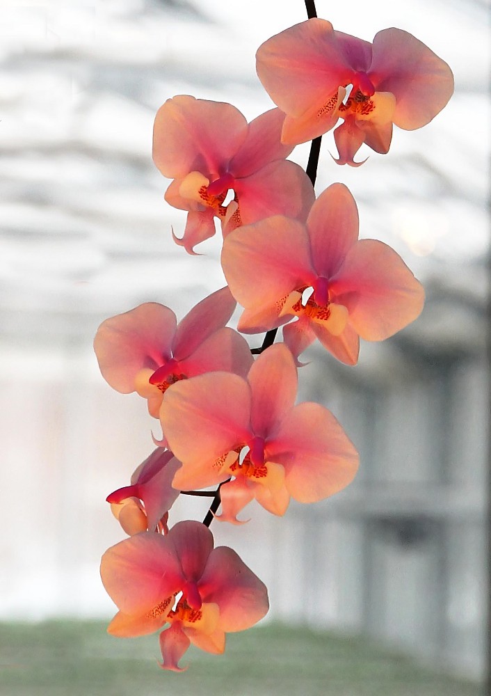 Orchidee 2