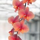 Orchidee 2