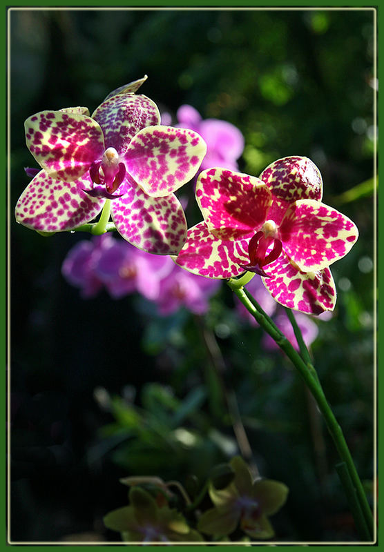 Orchidee 2