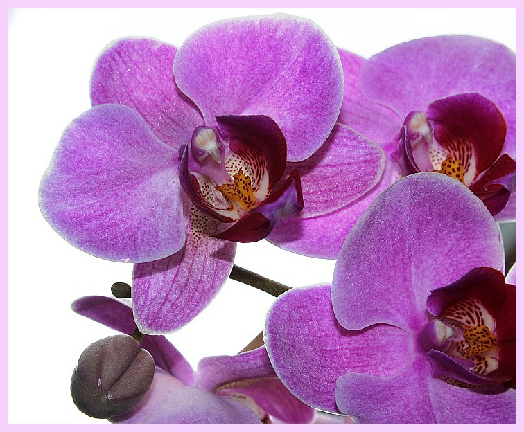 Orchidee 2