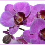 Orchidee 2