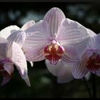 Orchidee 2