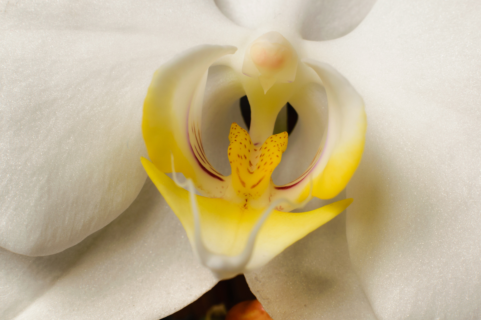 Orchidee 2