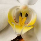 Orchidee 2