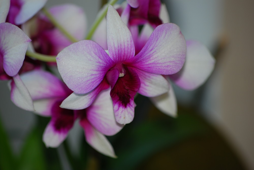 Orchidee 2