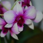 Orchidee 2