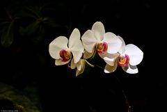 Orchidee 2