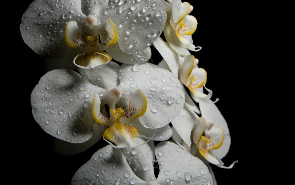 Orchidee 2