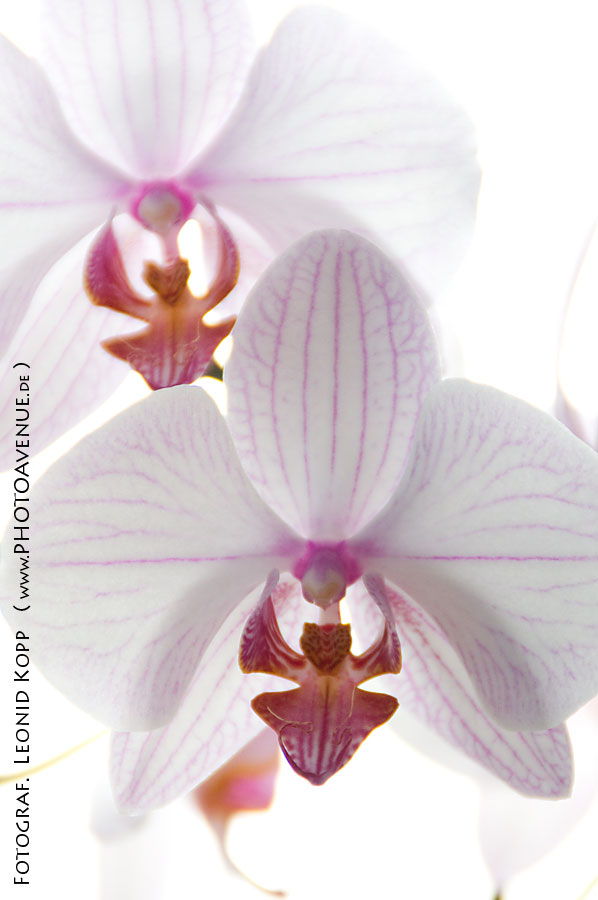 Orchidee 2