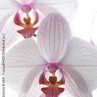 Orchidee 2