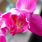 Orchidee 2