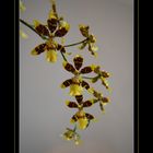 Orchidee 2