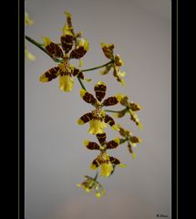 Orchidee 2