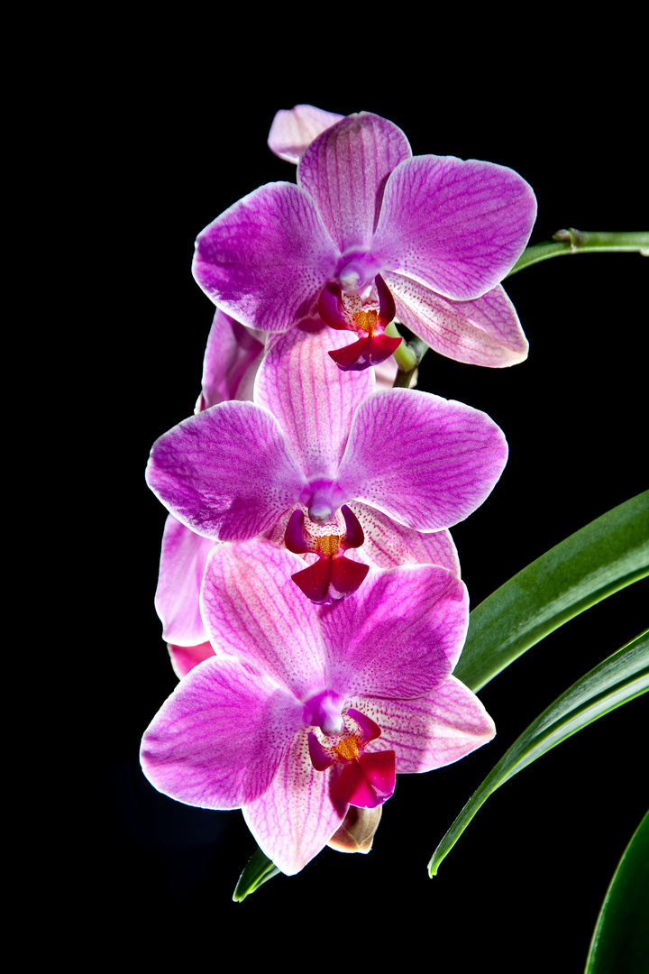 Orchidee 2