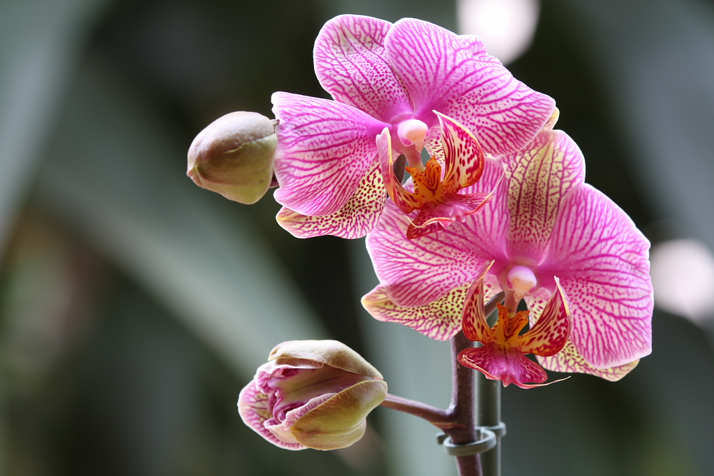 Orchidee 2