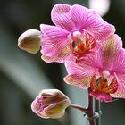 Orchidee 2