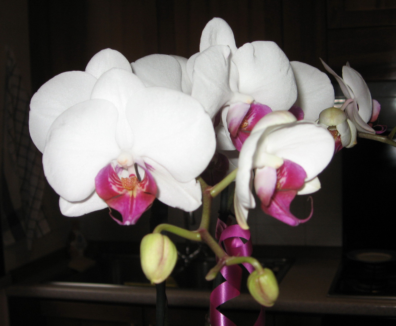 Orchidee 2°