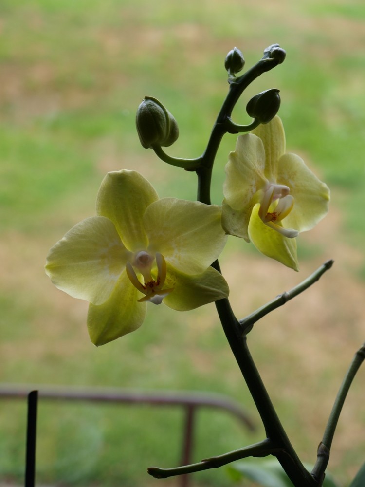 Orchidee (2) ...