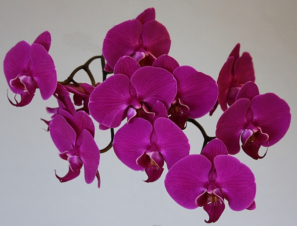 Orchidee 2