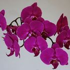 Orchidee 2