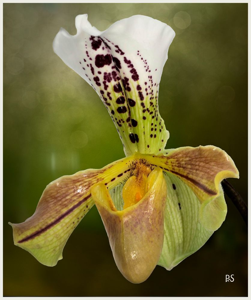 Orchidee 2