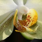 Orchidee 2