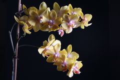 Orchidee 2