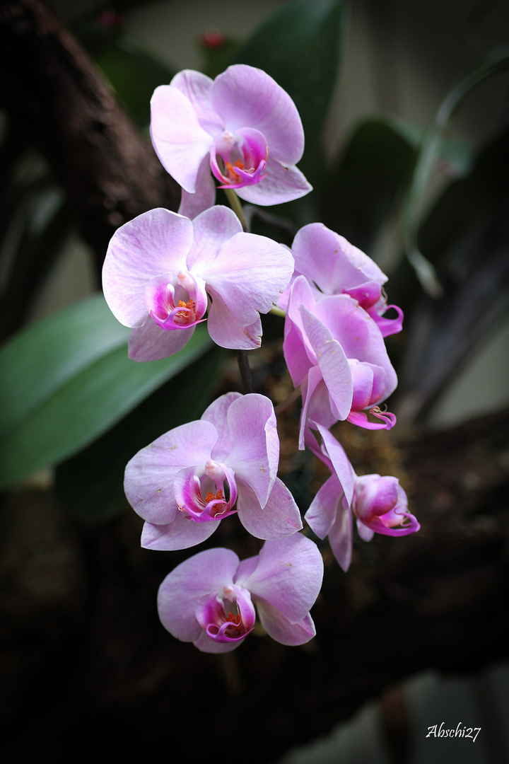 Orchidee 2