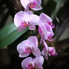 Orchidee 2