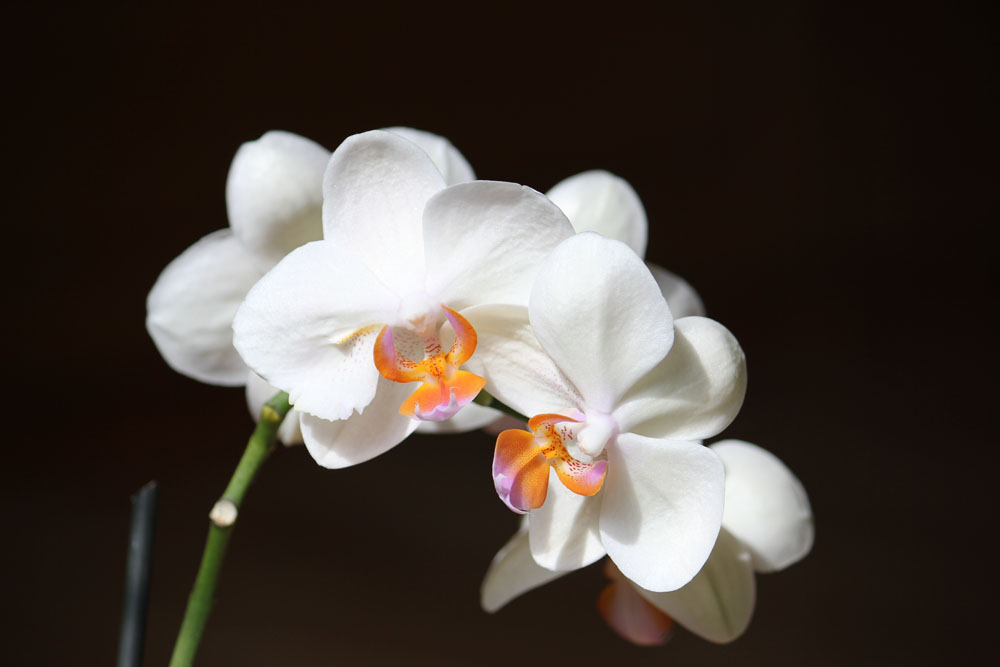 Orchidee 2