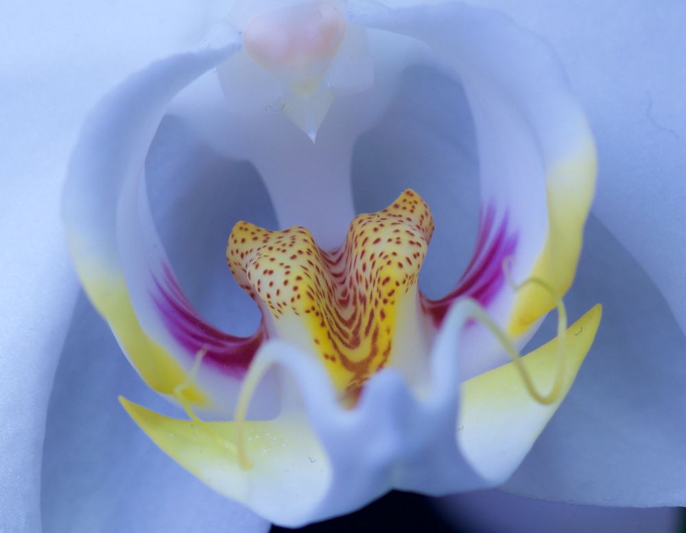 ORCHIDEE 2