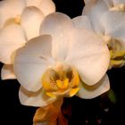 Orchidee 2