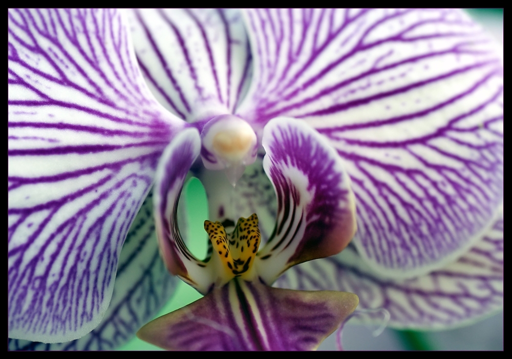 Orchidee (2)