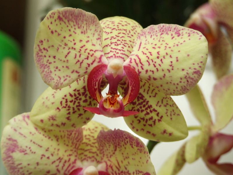 Orchidee 2