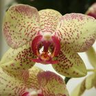 Orchidee 2