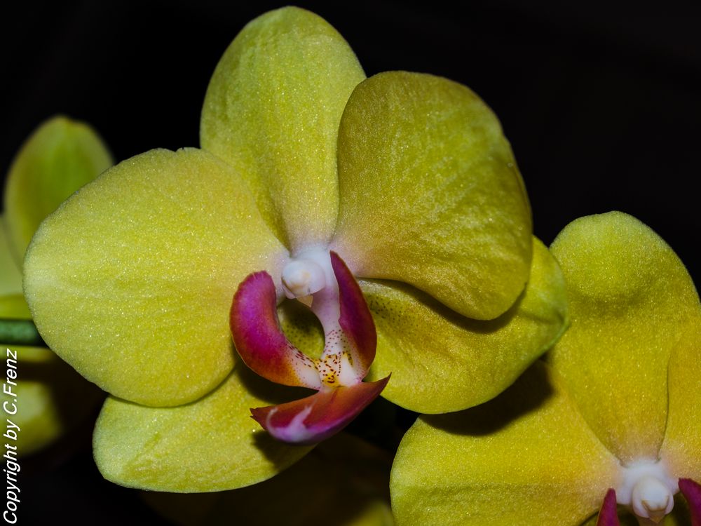 Orchidee 2