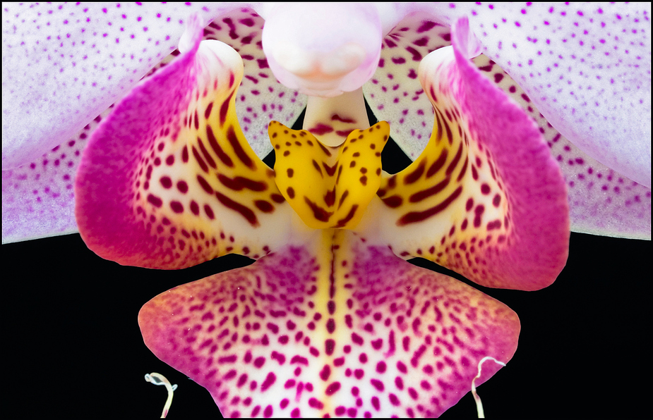 Orchidee 2