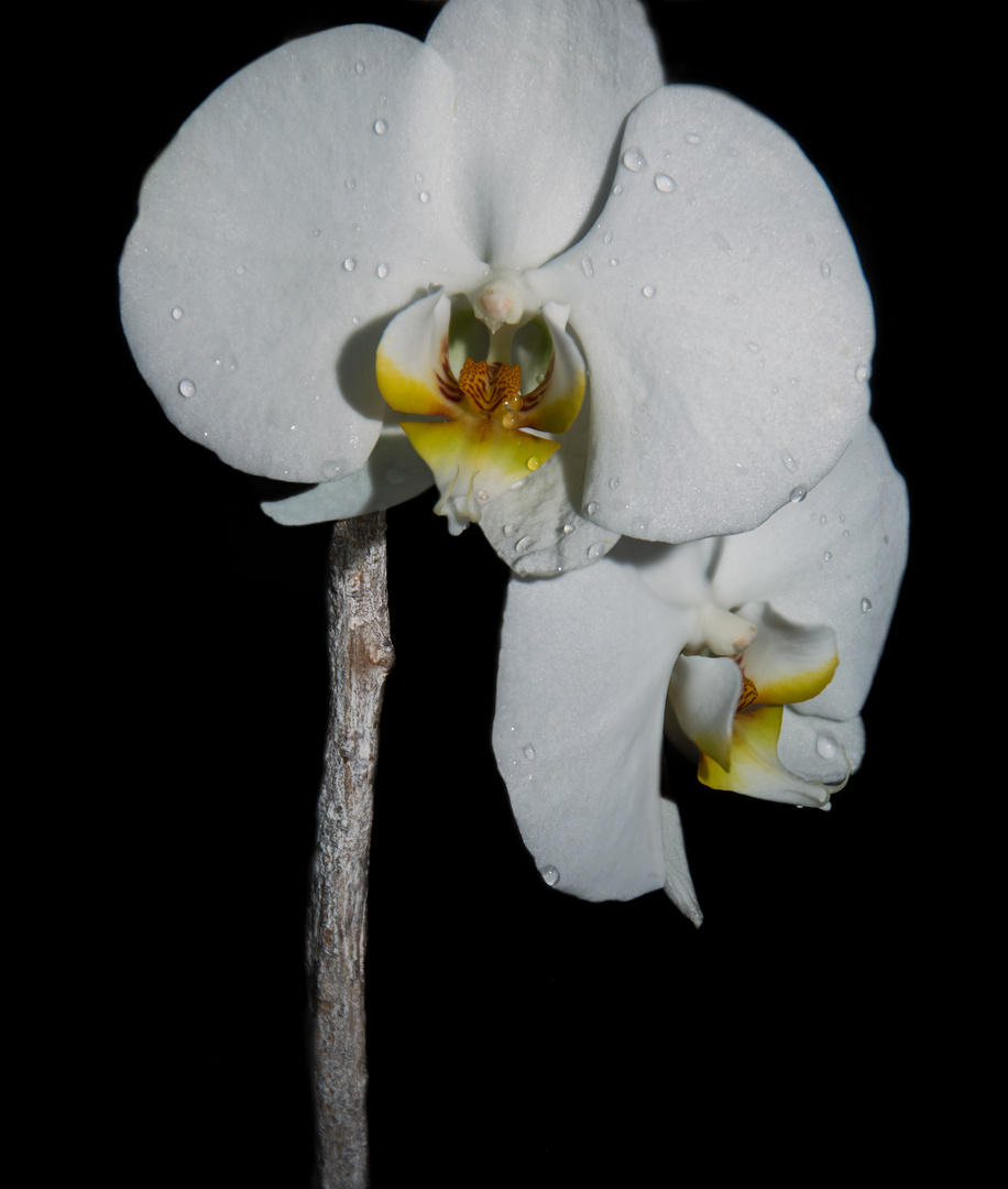 Orchidee 2