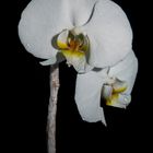 Orchidee 2