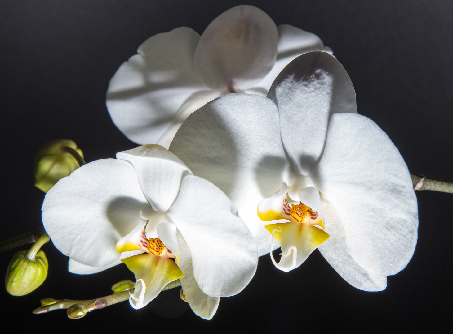 Orchidee-2 