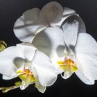 Orchidee-2 