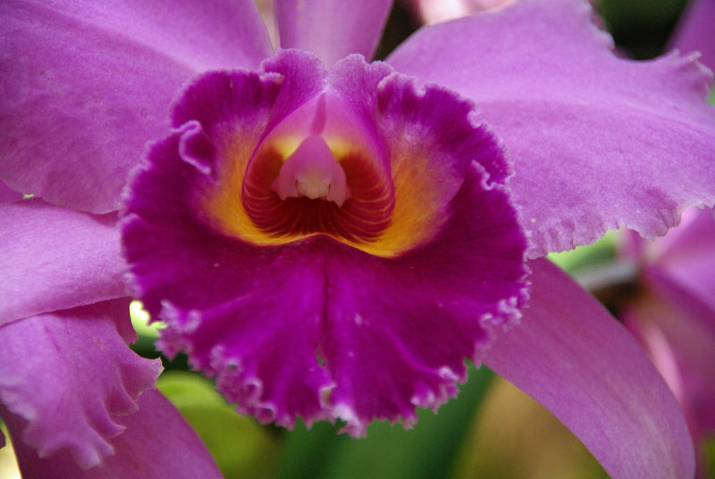 Orchidee 2