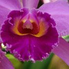 Orchidee 2