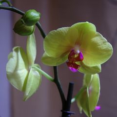 Orchidee 2