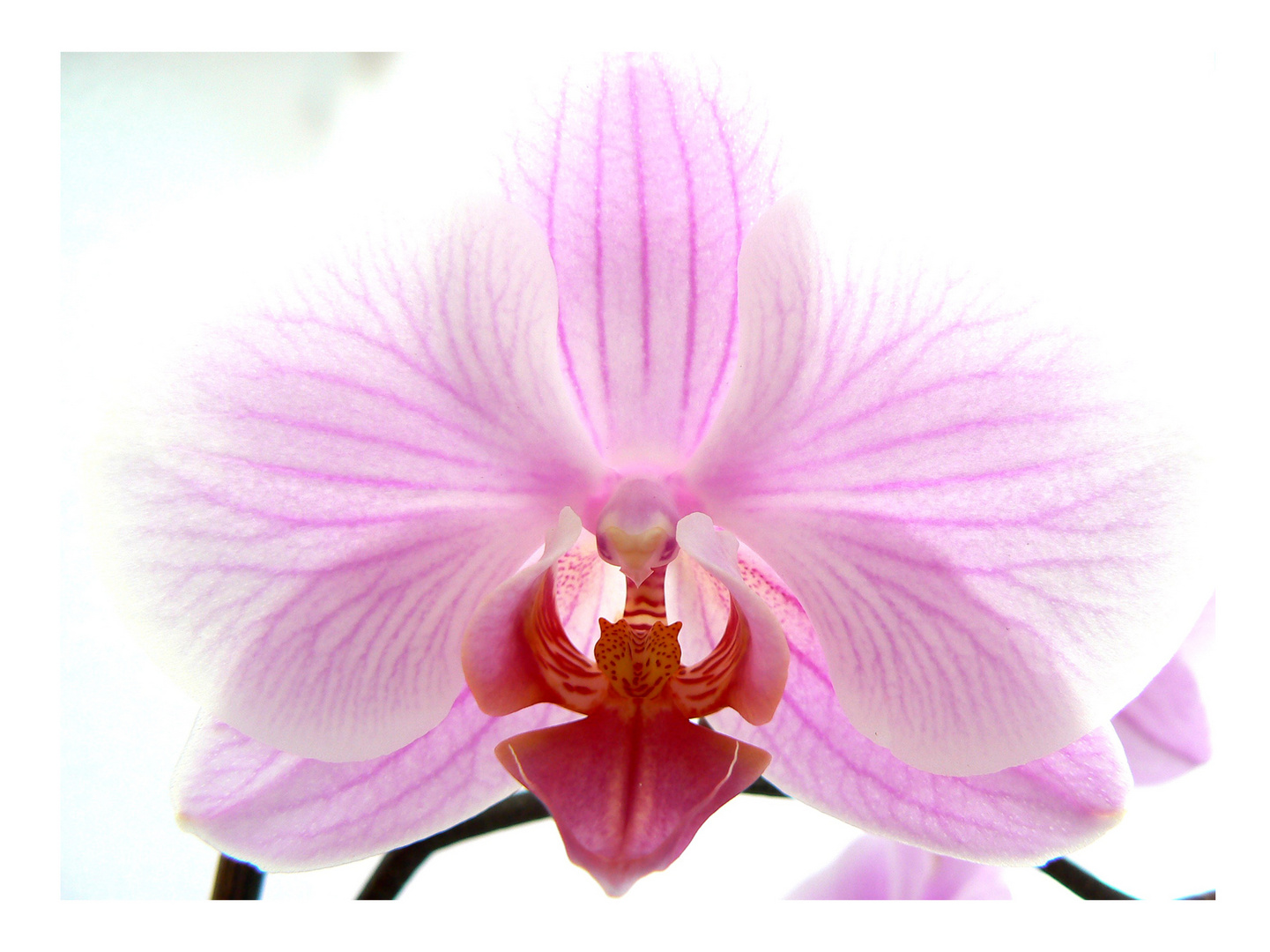 Orchidee 2