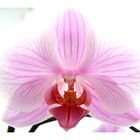 Orchidee 2